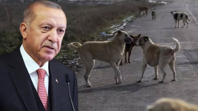 Erdoğan'dan 'uyutma' açıklaması: Sokak hayvanları düzenlemesini anlattı