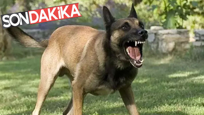Seydişehir'de anasınıfı öğrencisine köpek saldırdı